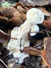 Hypomyces microspermus