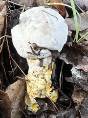 Hypomyces microspermus