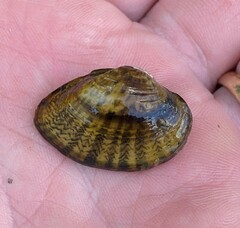 Truncilla donaciformis