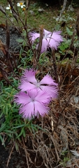 Dianthus palinensis