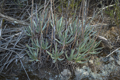 Dudleya edulis