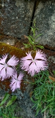 Dianthus palinensis
