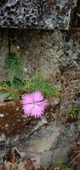 Dianthus palinensis