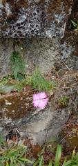 Dianthus palinensis
