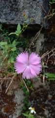 Dianthus palinensis