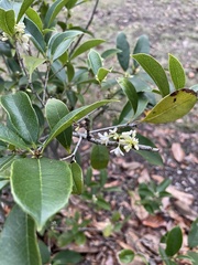 Osmanthus fragrans