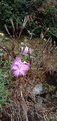 Dianthus palinensis