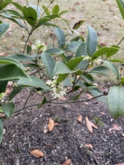 Osmanthus fragrans