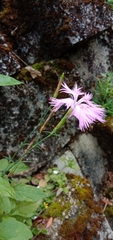 Dianthus palinensis