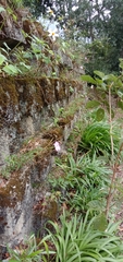 Dianthus palinensis