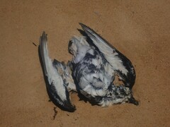 Pterodroma inexpectata