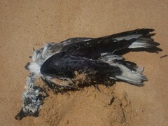 Pterodroma inexpectata