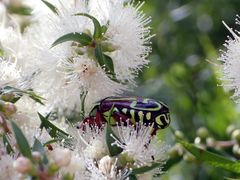 Eupoecila australasiae