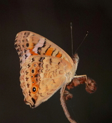 Junonia villida