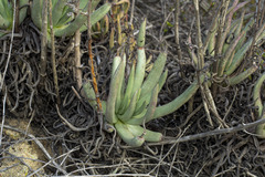 Dudleya edulis