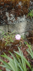 Dianthus palinensis