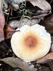 Lepiota spheniscispora