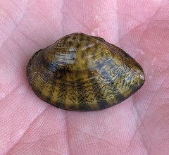 Truncilla donaciformis