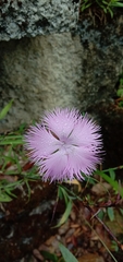 Dianthus palinensis