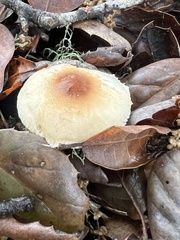 Lepiota spheniscispora