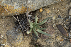 Dudleya edulis
