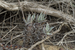 Dudleya caespitosa