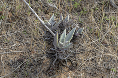 Dudleya caespitosa
