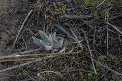 Dudleya caespitosa