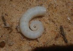 Spirula spirula