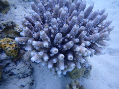 Acropora humilis