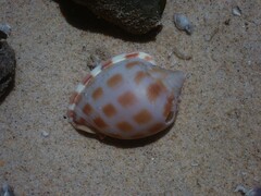 Phalium areola