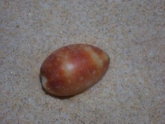 Lyncina vitellus