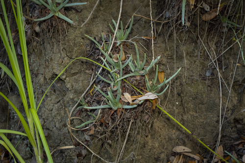 Fingertips (Dudleya edulis)