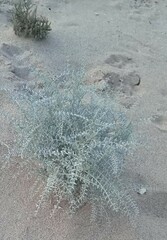 Astragalus magdalenae