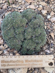 Eriogonum tumulosum