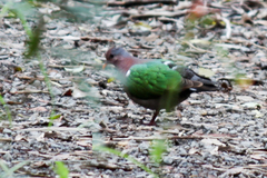 Chalcophaps longirostris