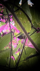 Aethopyga christinae