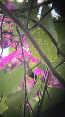 Aethopyga christinae