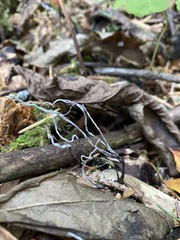 Xylaria hypoxylon