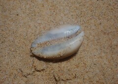 Lyncina vitellus