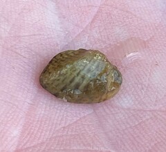 Truncilla donaciformis