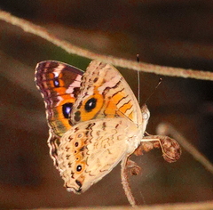 Junonia villida