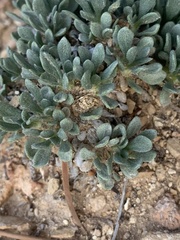 Parthenium ligulatum
