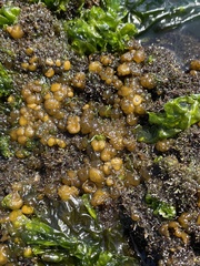 Leathesia marina