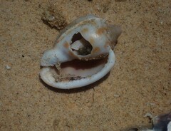 Phalium areola