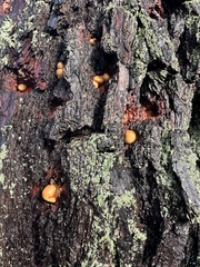 Cryptoporus volvatus