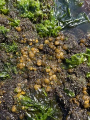 Leathesia marina