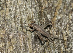 Eurepa marginipennis