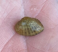 Truncilla donaciformis