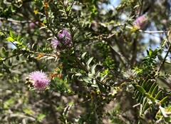 Melaleuca decussata